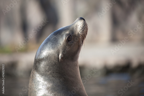 portrait of a seal with copy space