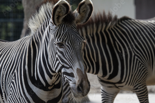 Portrait of a zebra with blurry parts of another zebra behind
