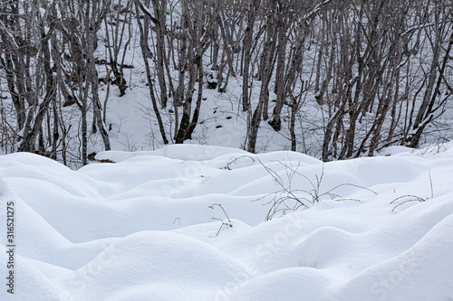 Winter forest,  snow covered bare trees © Vastram