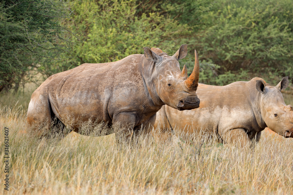 Fototapeta premium Endangered white rhinoceros (Ceratotherium simum) in natural habitat, South Africa.