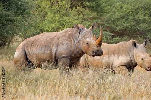 Endangered white rhinoceros  Ceratotherium simum  in natural habitat  South Africa.