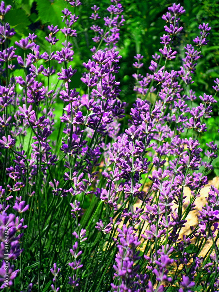 Obraz premium Lavender bushes closeup pattern texture. Purple lavander flowers. Bushes on lavender texture pattern in colorful garden field. Violet natural wild lavander flower texture background. Lavander closeup