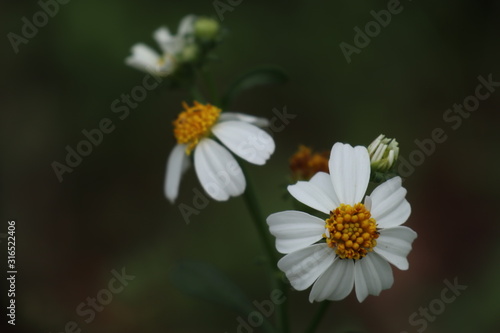 white flower on green background © KORJUDZ