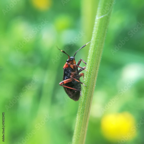 A plant bug, Capsus ater