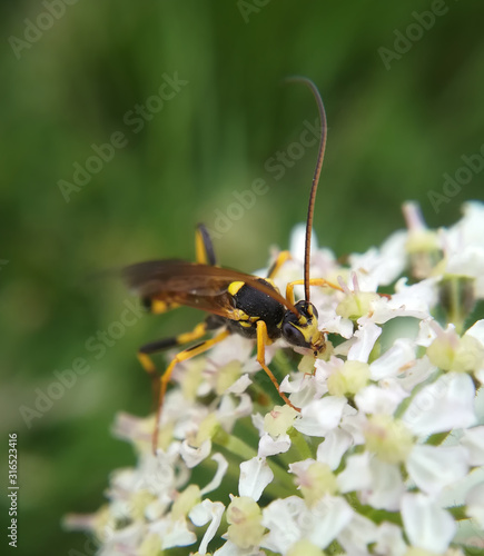 A parastic wasp male, Amblyteles armatorius