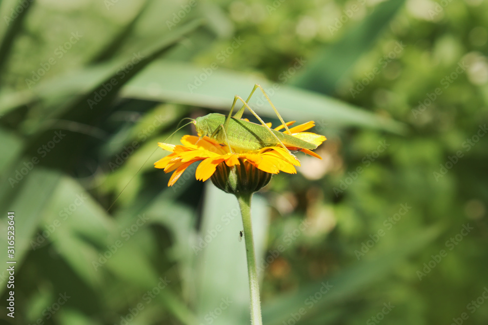 Grasshopper on the flower calendula in the garden.