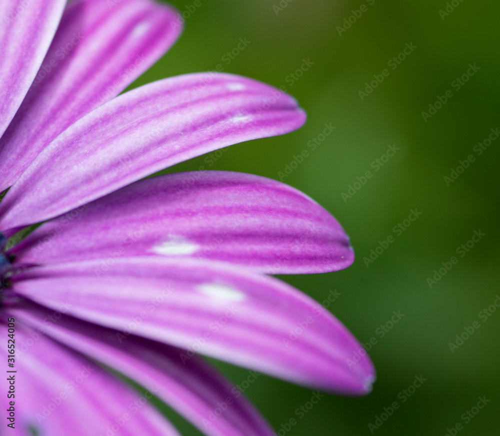 background of a daisy flower and a water drop