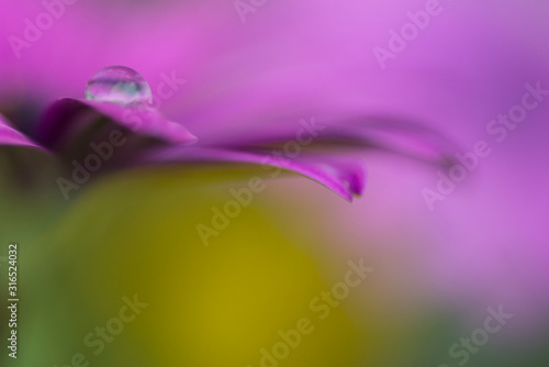 background of a daisy flower and a water drop