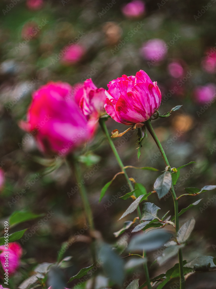 Beautiful pink roses bloom in the garden, three roses on a green background
