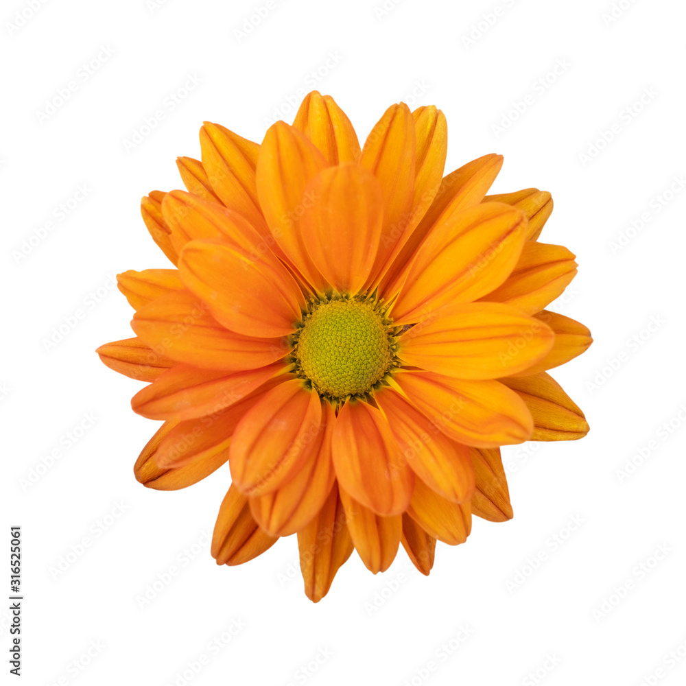 Orange flower. white isolated background with clipping path. Orange flower. white isolated background with clipping path.