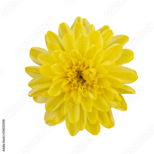 Yellow flower chrysanthemum. white isolated background with clipping path.