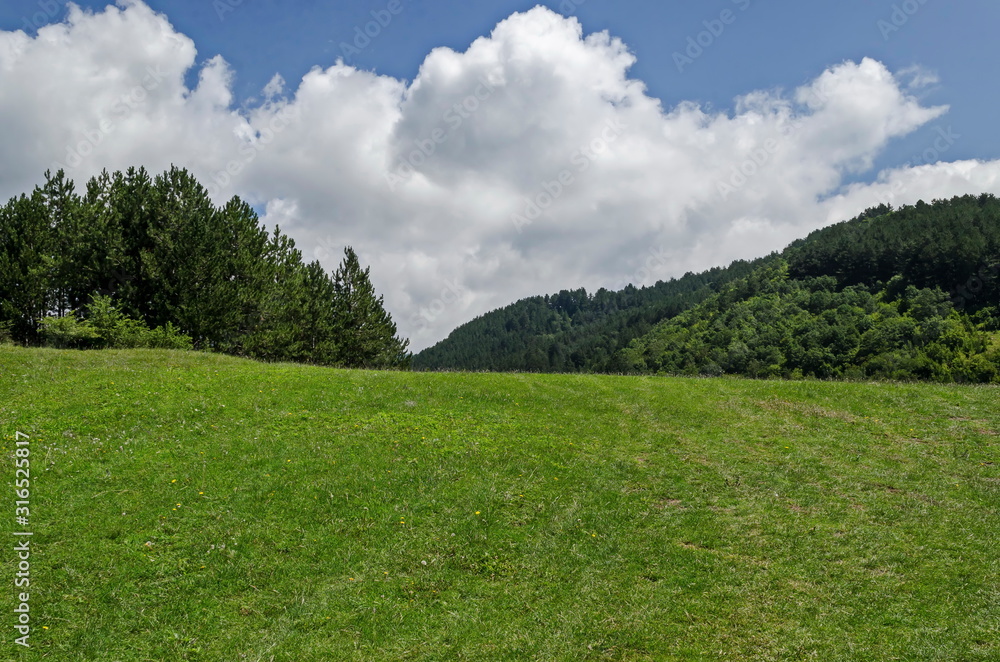 Beautiful coniferous forest, fresh meadow of different grass and blooming wild color on a hill of Balkan mountain, near the village Zhelyava, Sofia region, Bulgaria 
