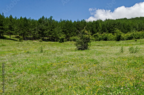 Beautiful coniferous forest  fresh meadow of different grass and blooming wild color on a hill of Balkan mountain  near the village Zhelyava  Sofia region  Bulgaria 