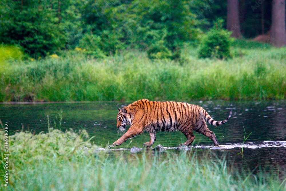 Fototapeta premium Tygrys syberyjski (Panthera tigris Tigris) lub tygrys amurski (Panthera tigris altaica) w lesie chodząc po wodzie.