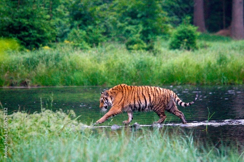 The Siberian tiger  Panthera tigris Tigris   or  Amur tiger  Panthera tigris altaica  in the forest walking in a water.