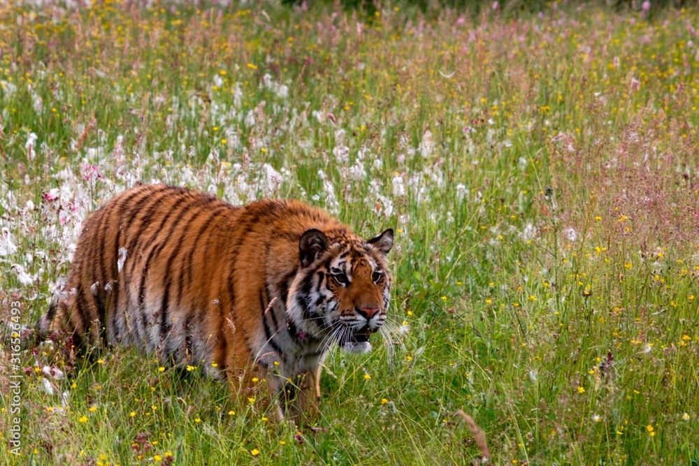 Obraz premium The Siberian tiger (Panthera tigris Tigris), or Amur tiger (Panthera tigris altaica) in the grassland.