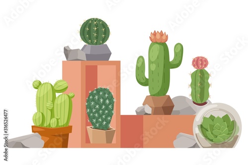 Cactus houseplant, vector illustration. Collection of decorative cacti in flowerpots. Exotic plants shop presentation, article about tropical succulents, botanical exhibition