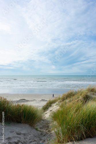 dunes de sable avec de la v  g  tation pr  s d une plage pour stabiliser l   rosion due au vent. sand dunes with vegetation near a beach to stabilize wind erosion.