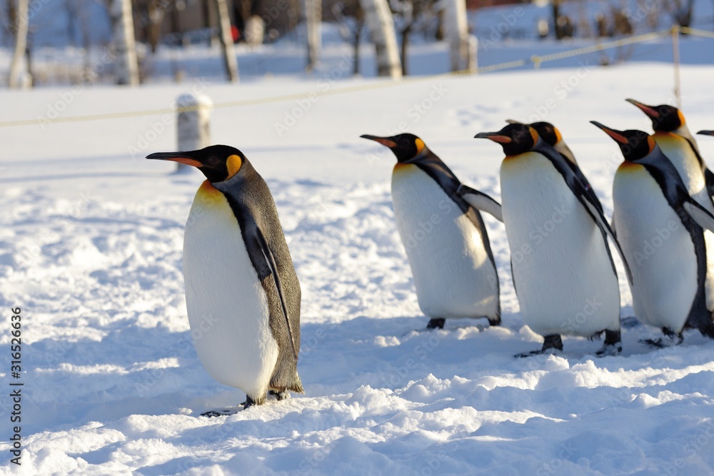 Fototapeta premium 旭山動物園のペンギン4