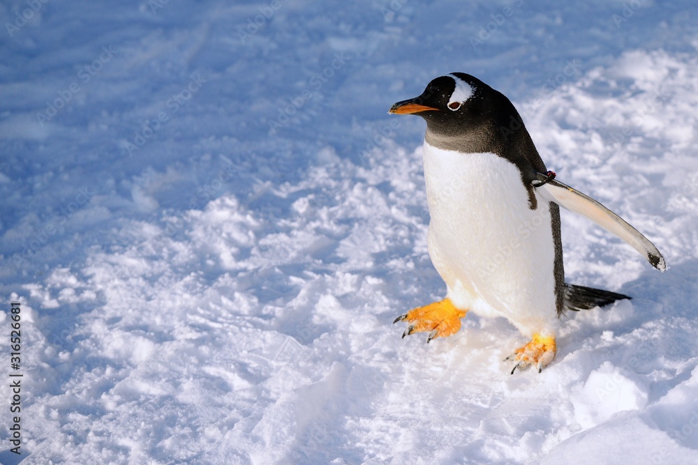 Fototapeta premium 旭山動物園のペンギン2