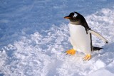 旭山動物園のペンギン2