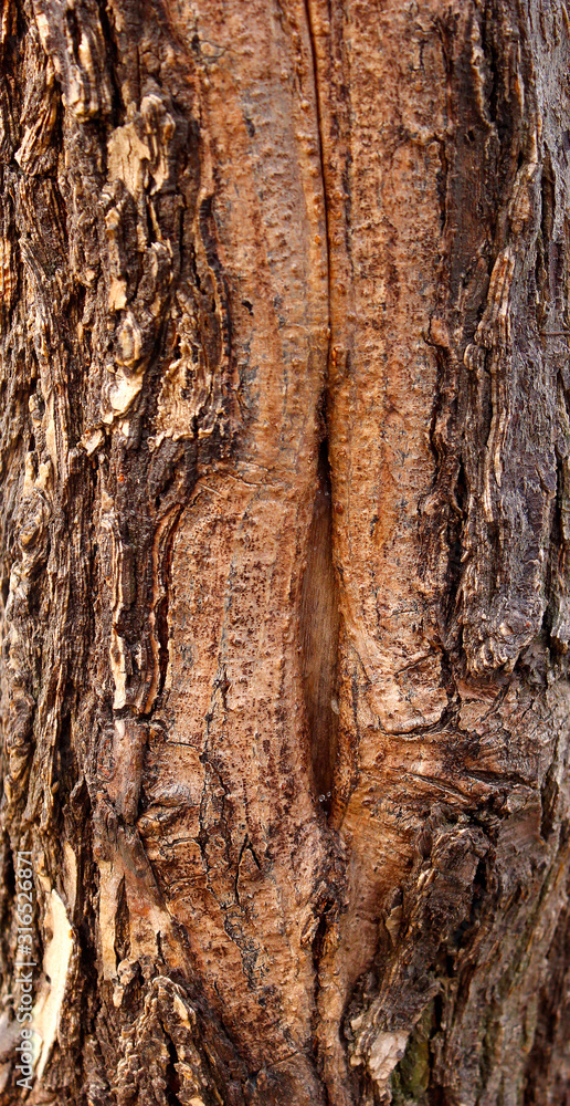Crack of the tree, texture. background Crack of the tree, texture. background