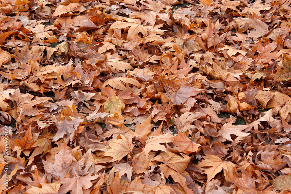 Autumn leaves on the ground. Background