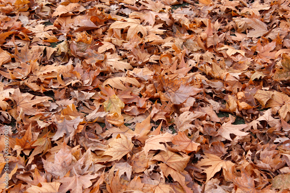 Autumn leaves on the ground. Background Autumn leaves on the ground. Background