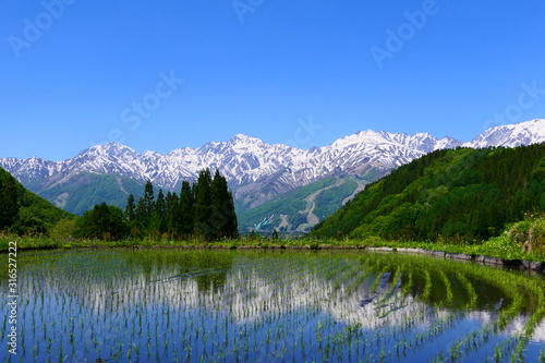 水田に映る北アルプス、白馬三山。青鬼、白馬、長野、日本。5月下旬。 © 義美 前田