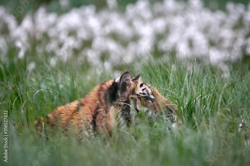 The Siberian tiger (Panthera tigris Tigris), or Amur tiger (Panthera tigris altaica) in the grassland.