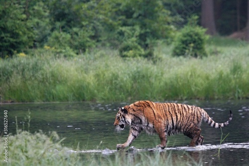 The Siberian tiger (Panthera tigris Tigris), or Amur tiger (Panthera tigris altaica) in the forest walking in a water.