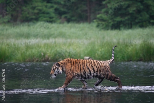 The Siberian tiger  Panthera tigris Tigris   or  Amur tiger  Panthera tigris altaica  in the forest walking in a water.