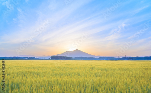 筑波山山頂　日の出　麦畑