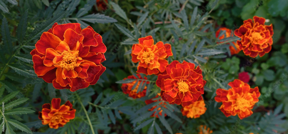 Bright Orange Marigold Flowers