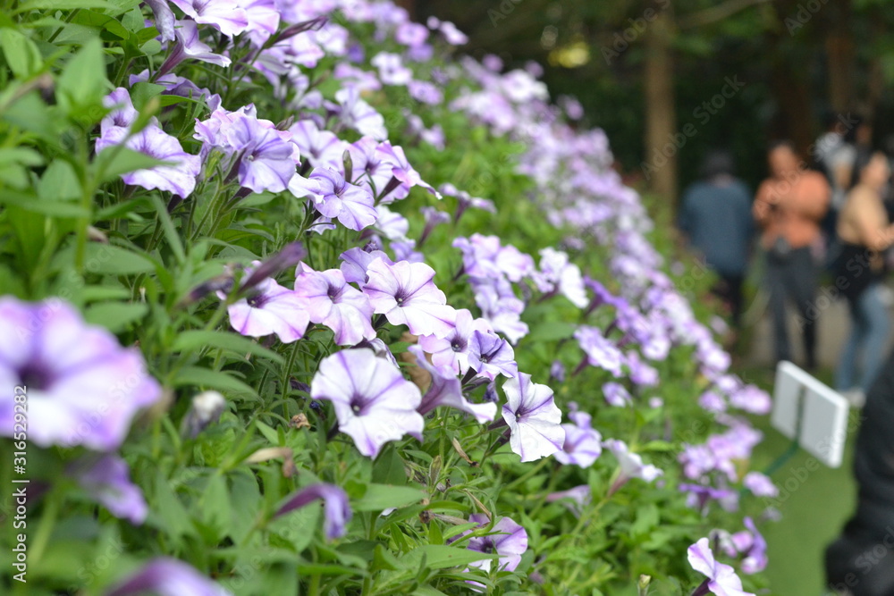 Fototapeta premium flowers in the garden