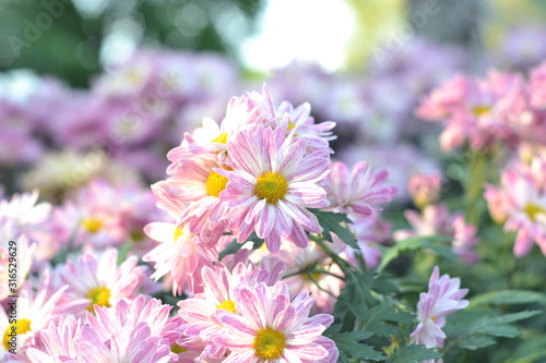 flowers in the garden