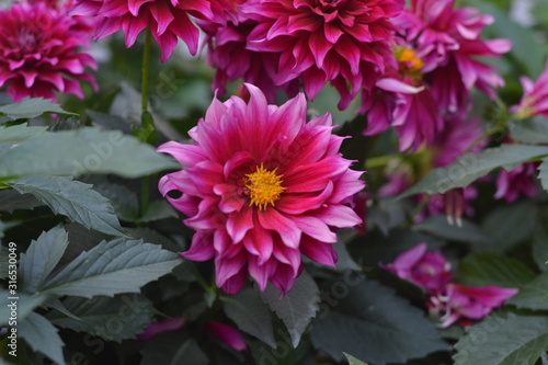 pink flower in the garden