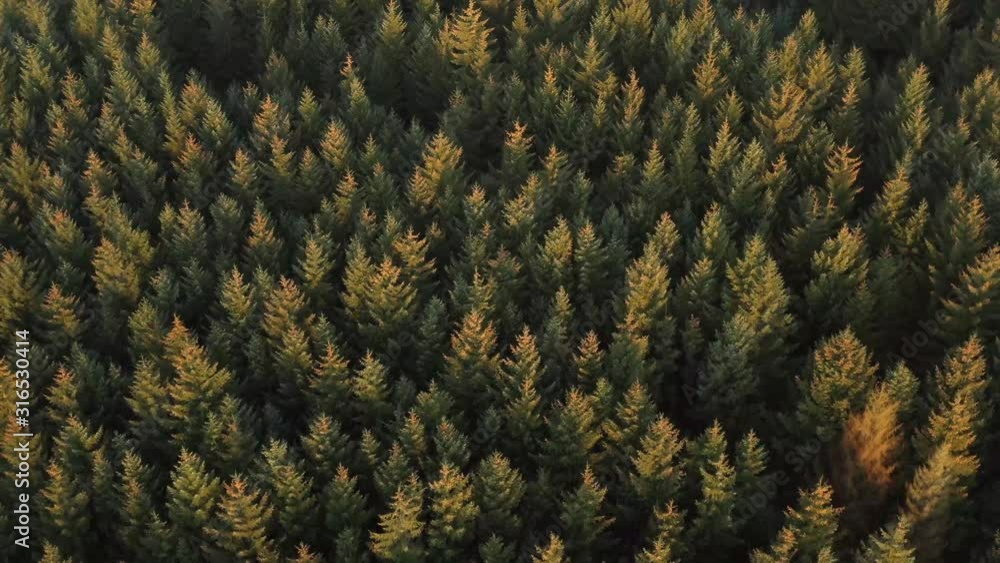 slow aerial view over a large dark pine forest slow aerial view over a large dark pine forest