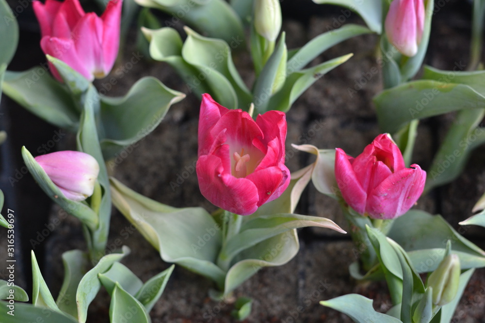 Naklejka premium bouquet of pink tulips