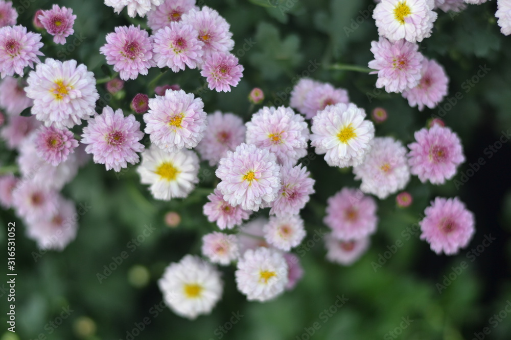 Fototapeta premium flowers in the garden