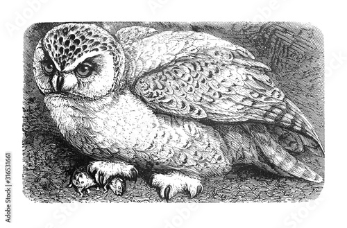 Snowy owl Eurasian eagle-owl (Bubo bubo) (Bubo scandiacus) or Strix scandiaca vintage illustration from Brockhaus Konversations-Lexikon 1908  photo