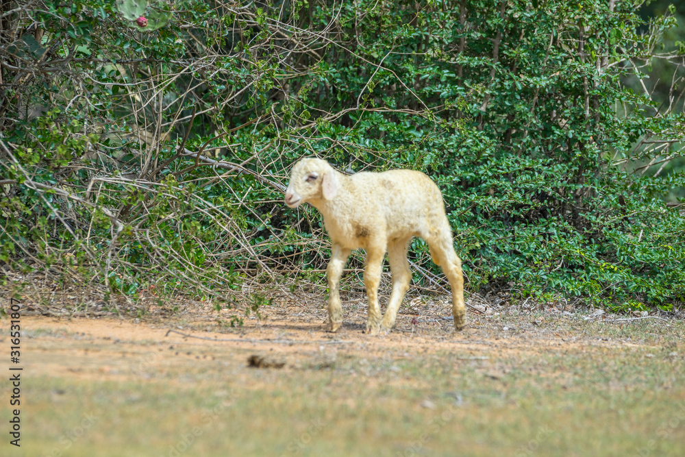 Obraz premium sheepes eating on the field
