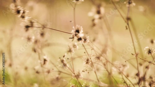 Grass blooming in the field