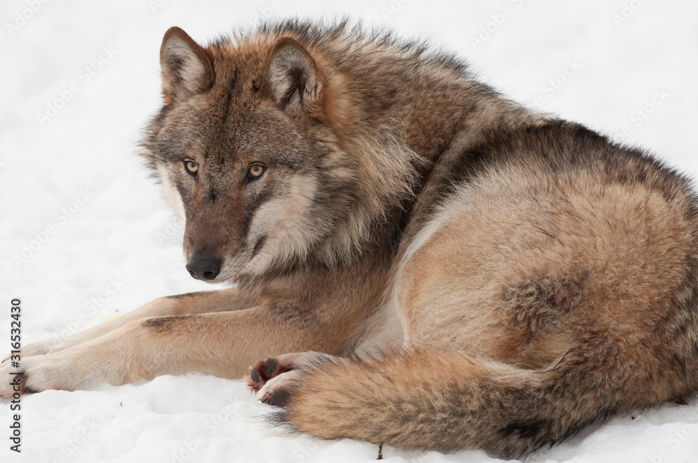 Fototapeta premium Wolf (Canis lupus)