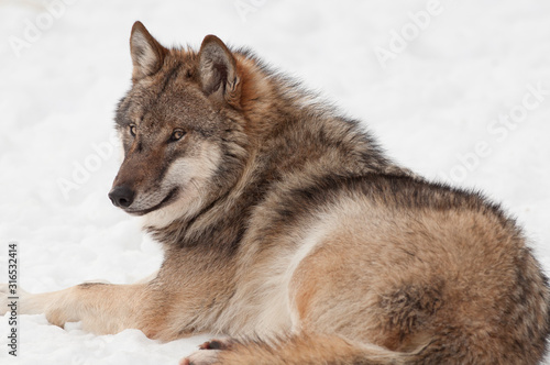 Wolf (Canis lupus) © Rita Priemer