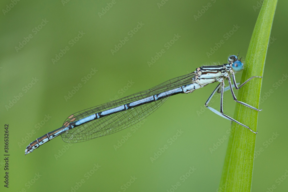 Blaue Federlibelle (Platycnemis pennipes) Blaue Federlibelle (Platycnemis pennipes)