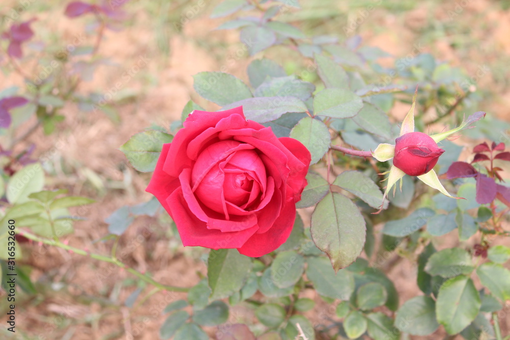 Obraz premium rose on green background