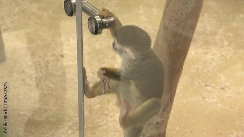 Wallpaper Mural Little monkey behind glass in zoo climbs through lyans Torontodigital.ca