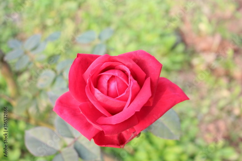 Wallpaper Mural red rose on green background Torontodigital.ca