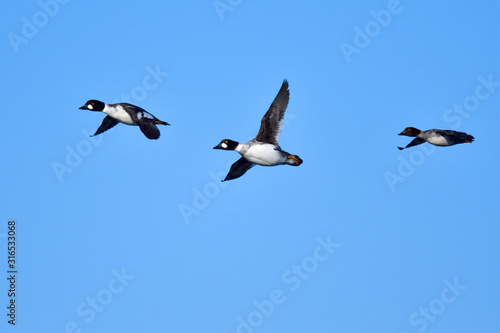 Schellenten im Flug